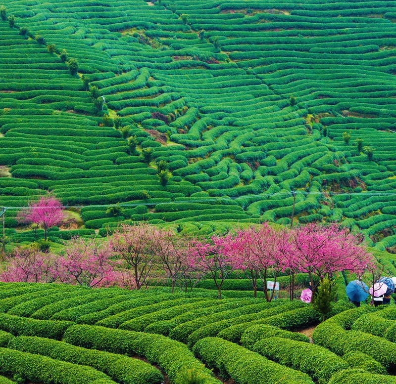 當代中國-中國旅遊-中國文化-福建-台灣-兩岸-創業-1