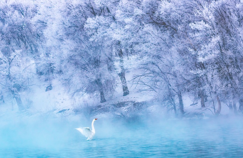 Contemporary China - China in Pictures - Xinjiang Swan Spring