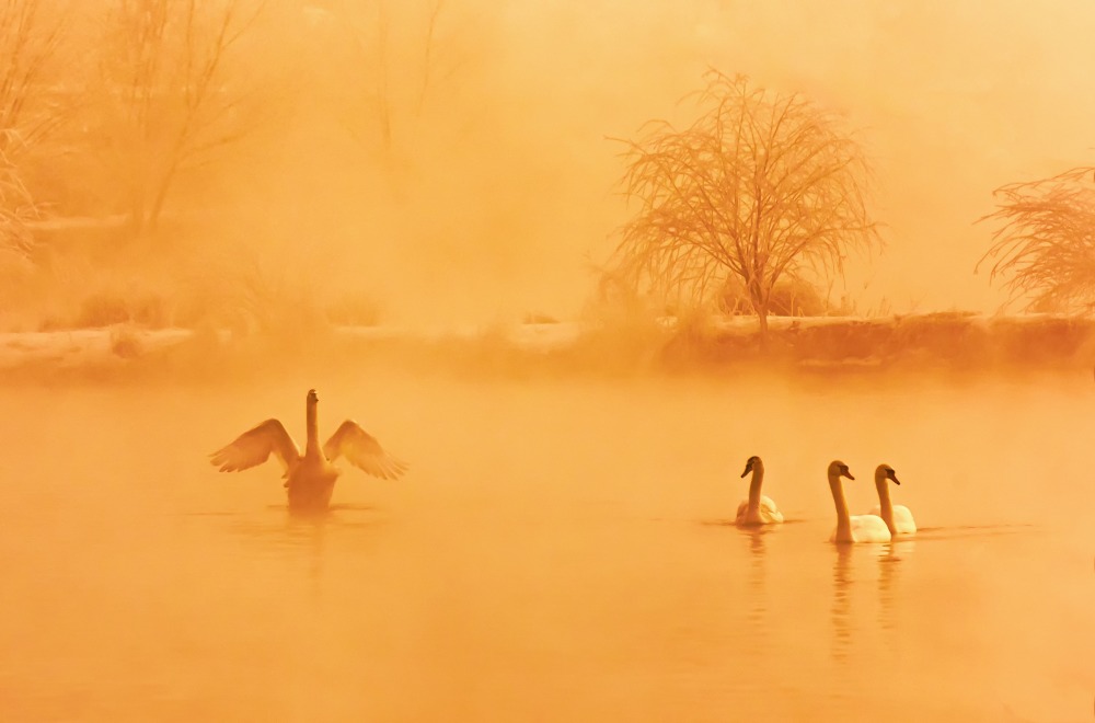 Contemporary China - China in Pictures - Xinjiang Swan Spring