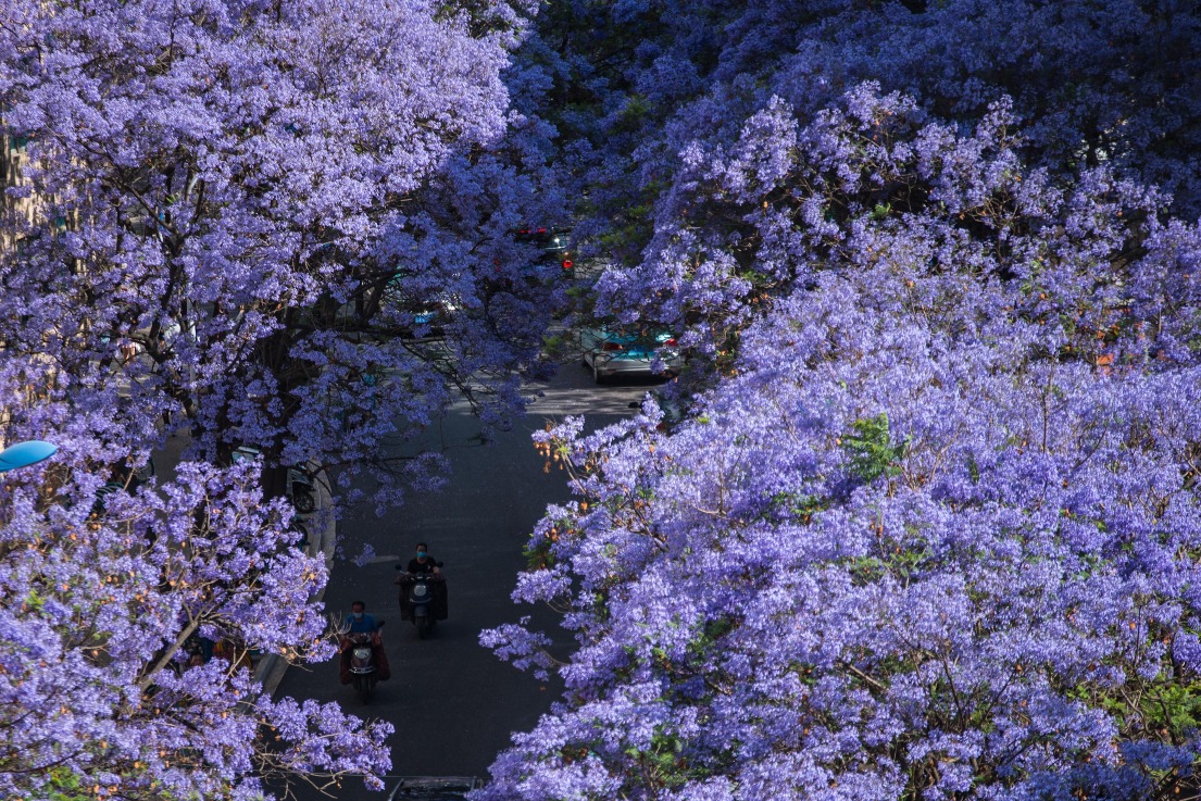 當代中國-圖說中國-代表色長春花藍