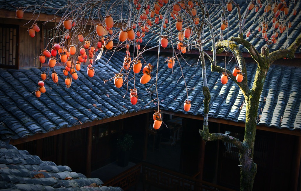 當代中國-中國旅遊-中國文化-溫州永嘉柿子