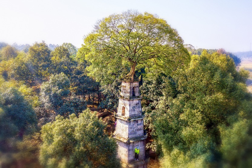 The wonder of the pagoda-tree in Chating, Hunan