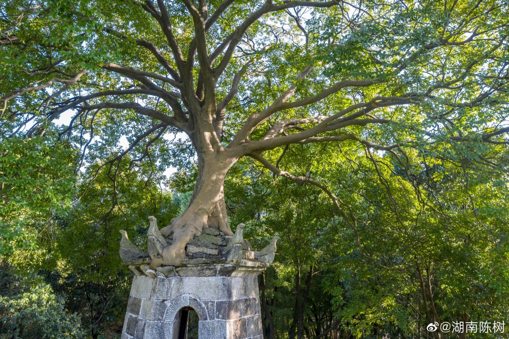 The wonder of the pagoda-tree in Chating, Hunan, a hundred-year-old hackberry