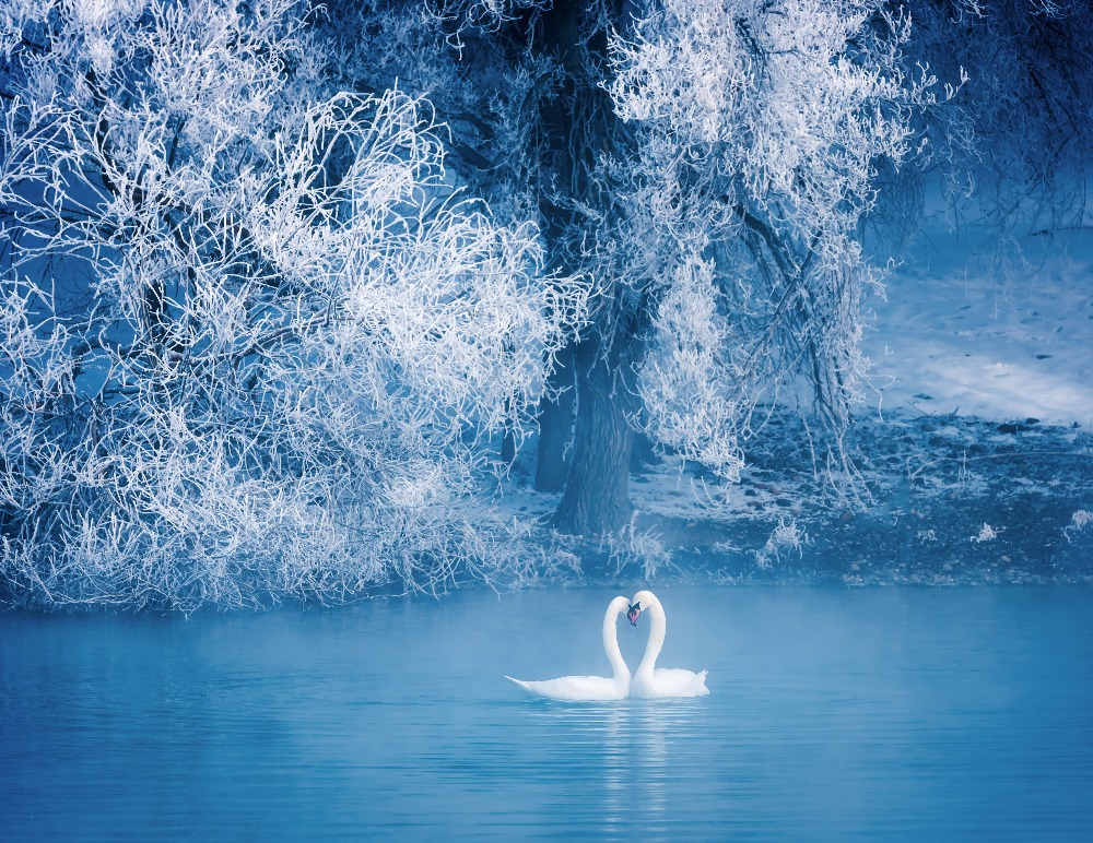 China's Rime Ice Destination: Swan Spring