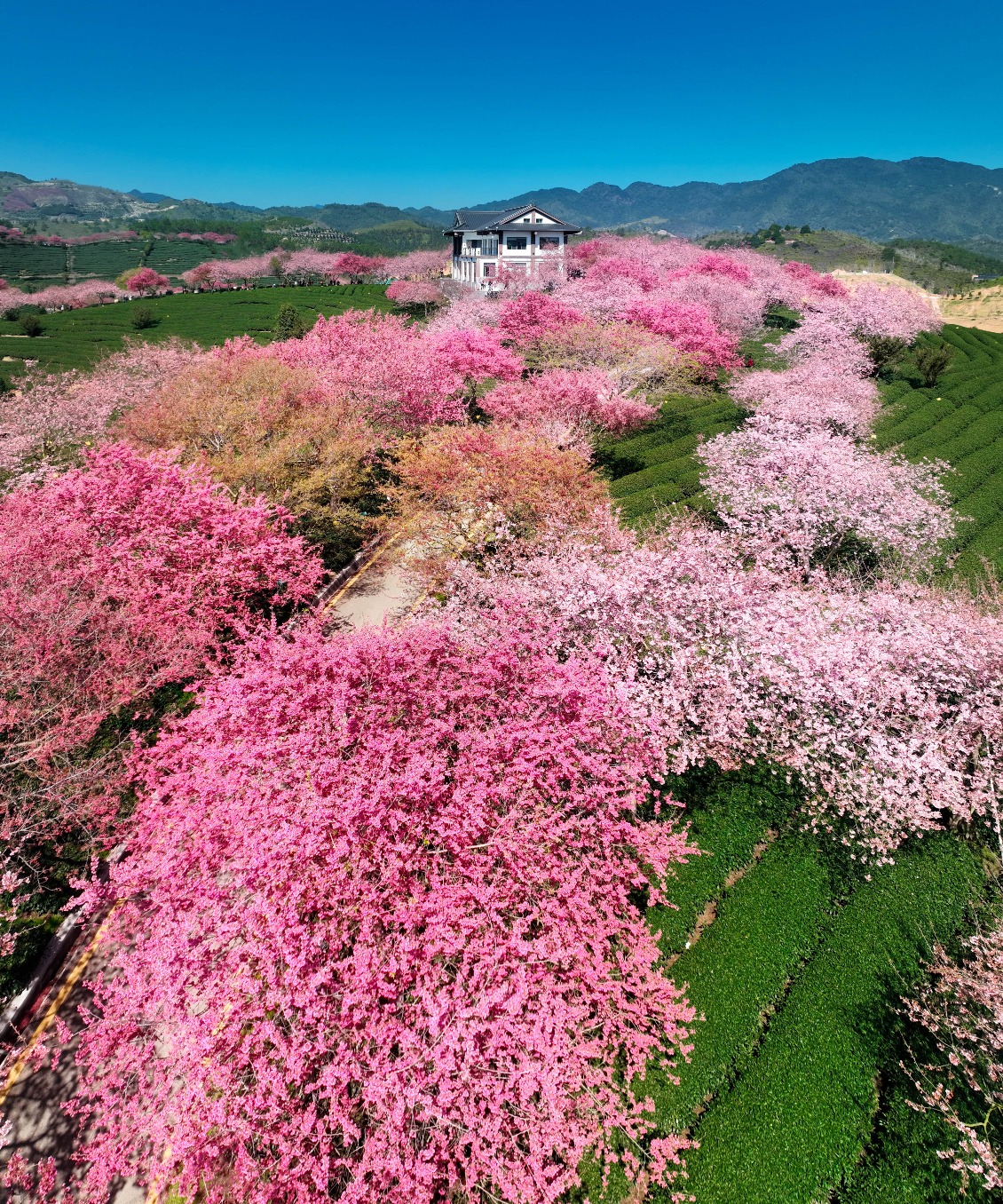 Yongfu cherry blossoms, Zhangping, Longyan, Fujian