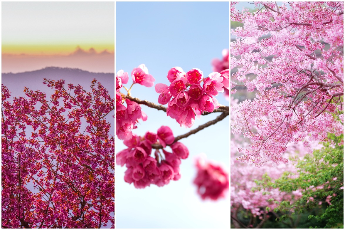 Yongfu cherry blossoms, Zhangping, Longyan, Fujian