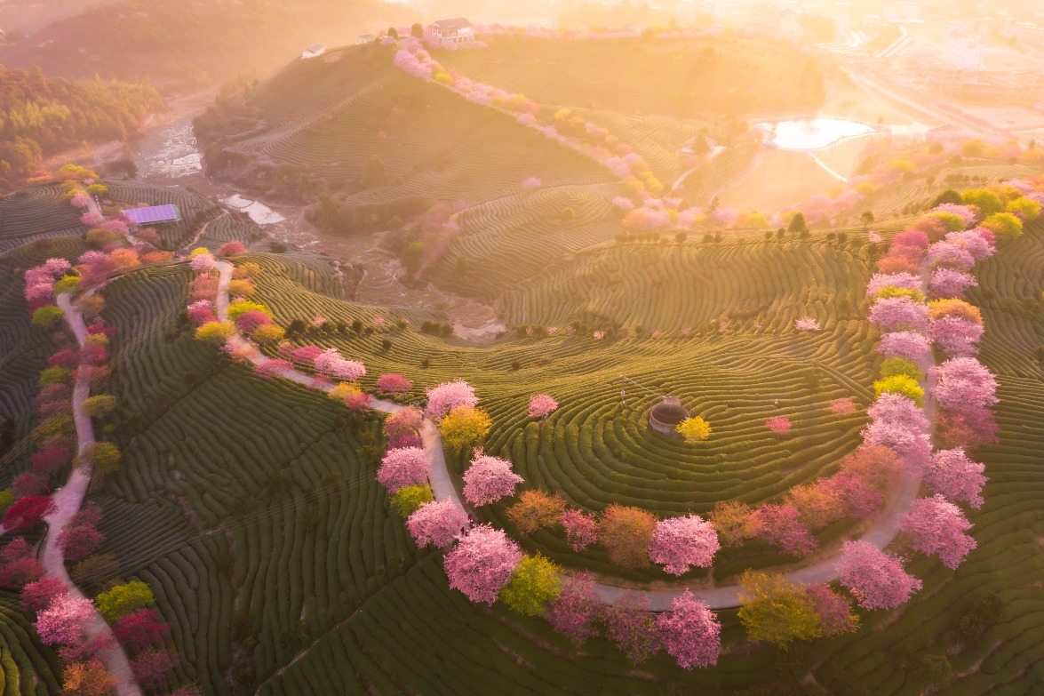 Yongfu cherry blossoms, Zhangping, Longyan, Fujian