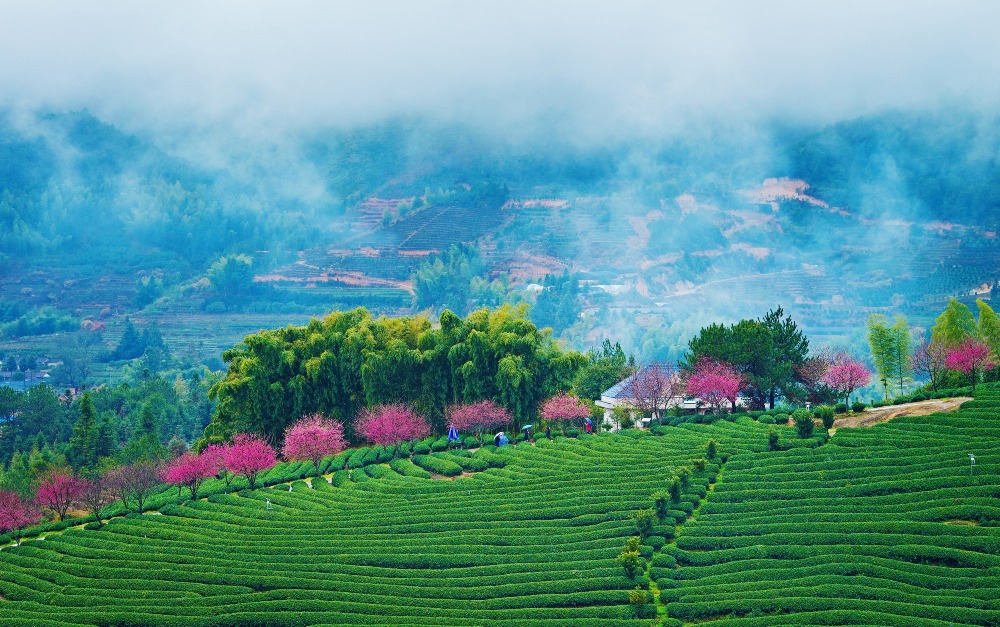 Zhangping tea plantation, Longyan, Fujian