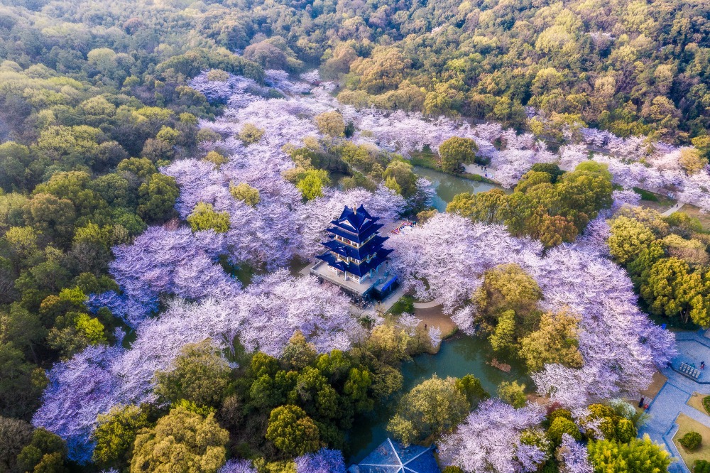 黿頭渚櫻花全景