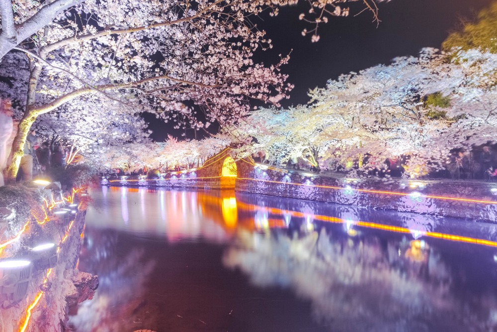 黿頭渚櫻花長春橋夜景