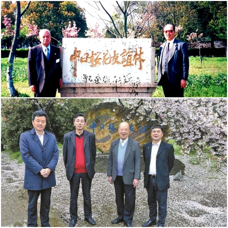 黿頭渚櫻花馮惠群 黿頭渚櫻花馮惠群