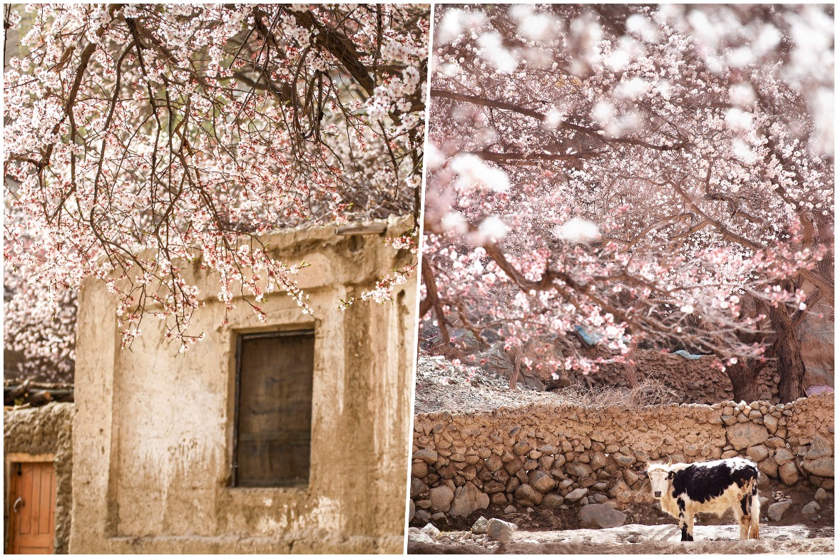 The Apricot Blossom Village on the Pamir Plateau in Southern Xinjiang