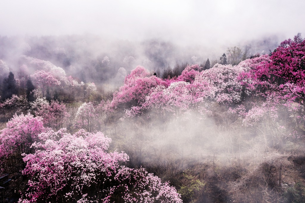 吳家後山辛夷花遺產