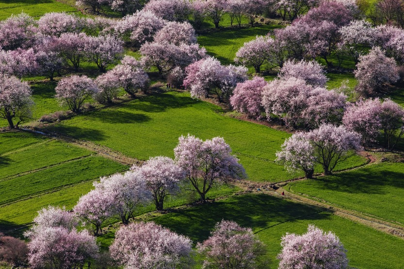 西藏林芝波密桃花溝