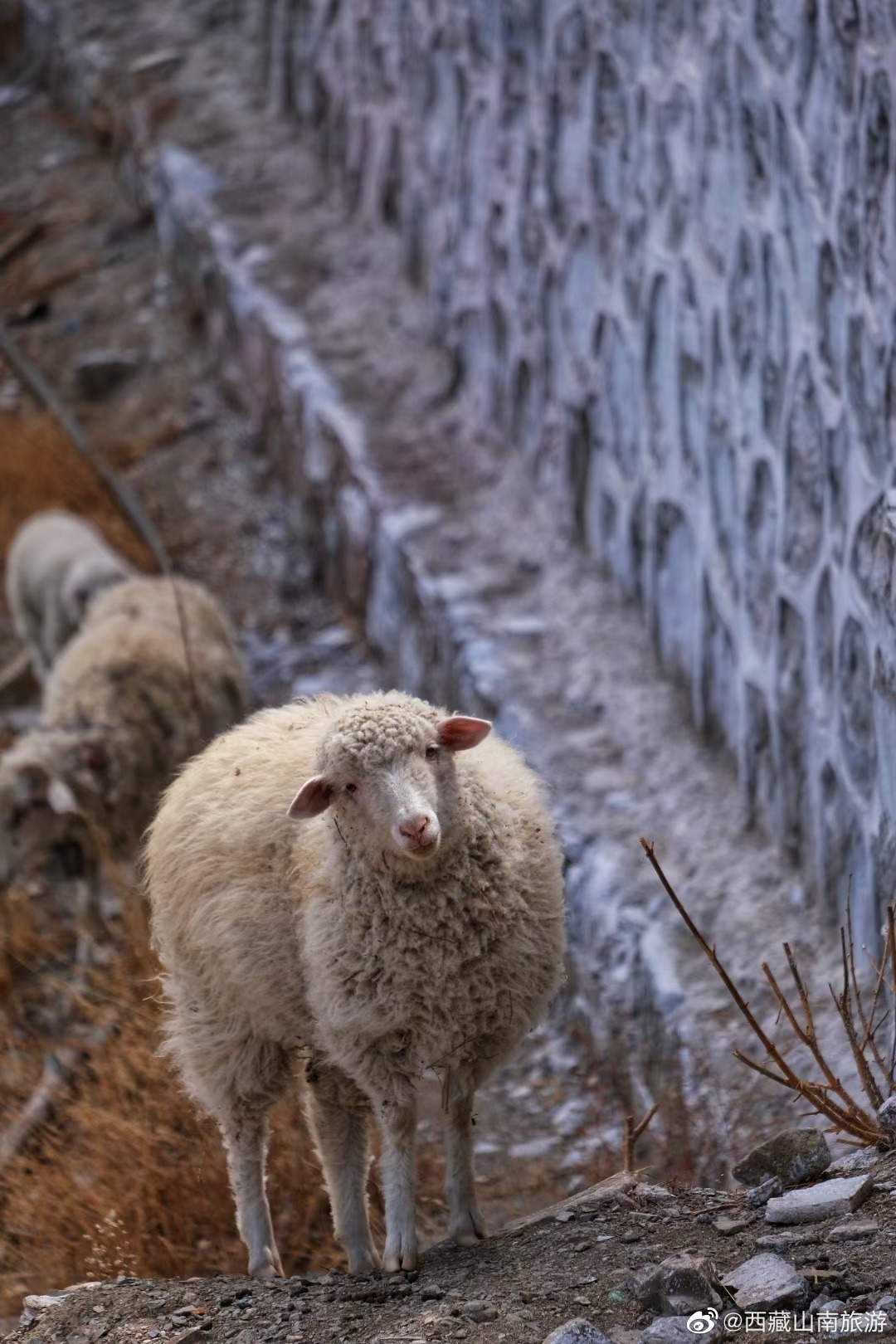 Lamb at Yungbulakang Palace