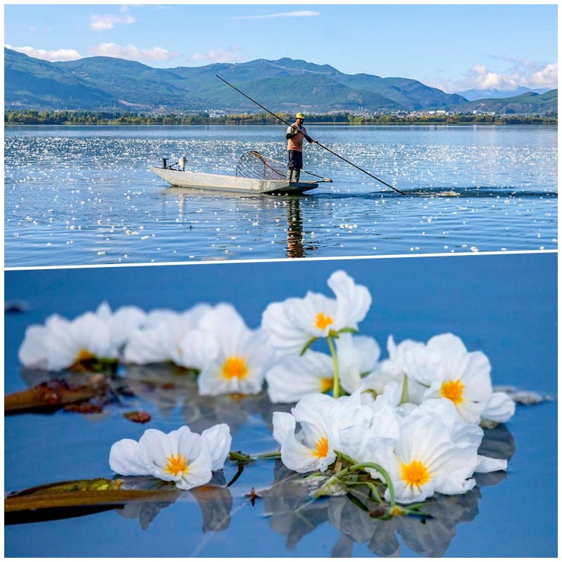 海菜花大理劍湖