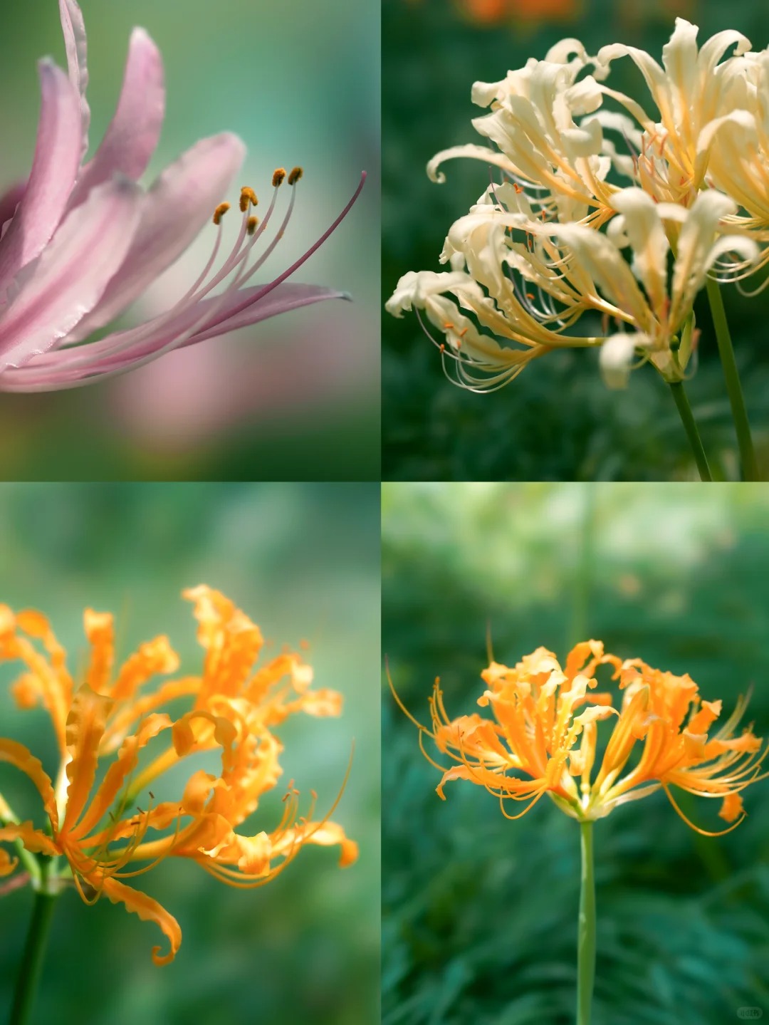 Beautiful spider lily blooming in China's early autumn! | Snapshot of China  | Culture | Our China Story