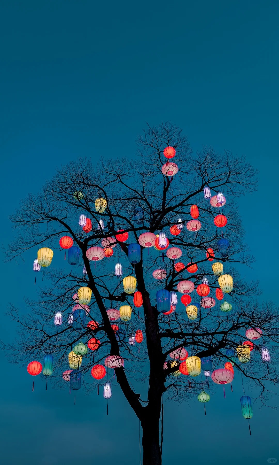 在西溪濕地北門的一棵大樹上，綴滿彩色燈籠。