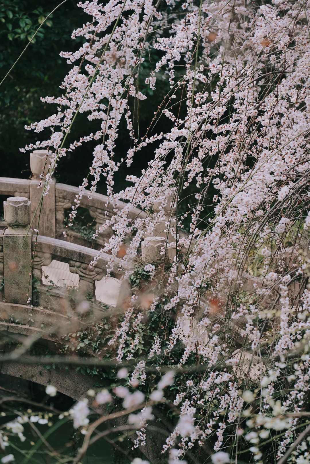 蘇州北寺塔梅圃，垂枝梅的粉白花朵覆於古樸石橋欄桿之上。