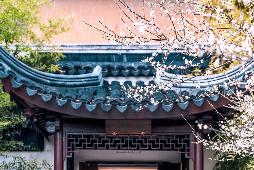 蘇州北寺塔梅圃，白梅綴滿枝頭，與青瓦飛檐、中式門樓相映。