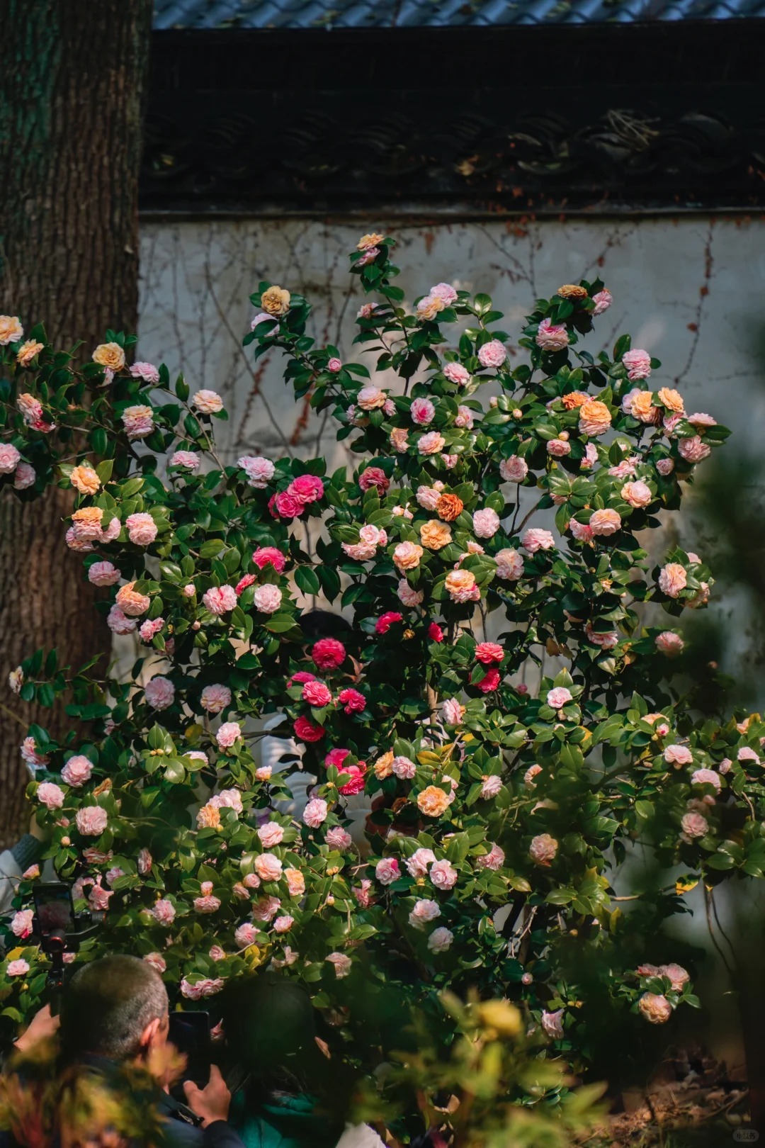 蘇州北寺塔茶室旁的山茶花
