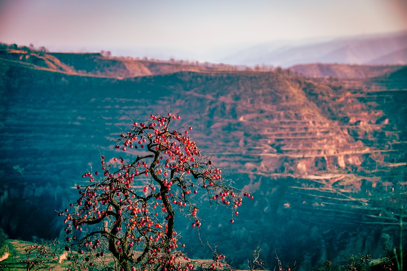 陝西郴州柿子樹和黃土高原 陝西彬州柿子樹和黃土高原
