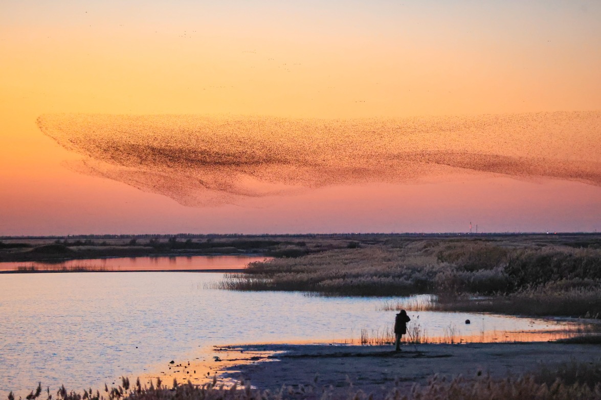 In autumn and winter, the spectacular murmuration of Baikal teals at the Shandong Dongying Yellow River Estuary Wetland takes on myriad forms.