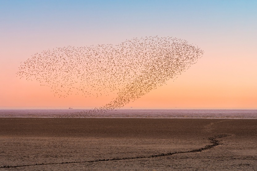 In autumn and winter, the spectacular murmuration of Baikal teals at the Shandong Dongying Yellow River Estuary Wetland takes on myriad forms.
