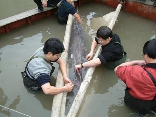 當代中國-社會民生-「中國淡魚之王」長江白鱘被認定滅絕