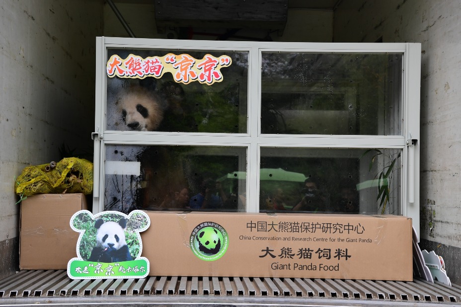 大熊貓京京。