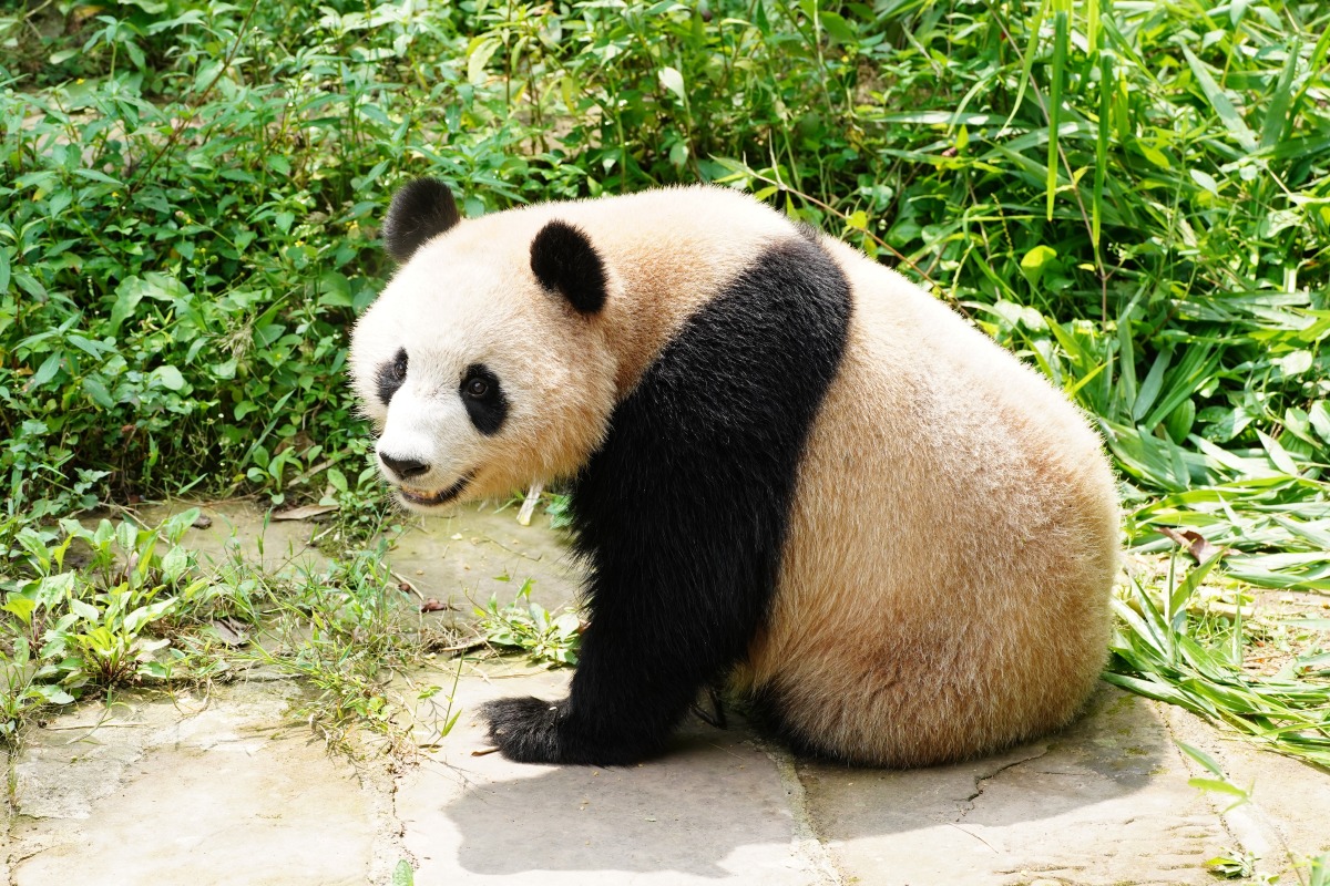 大熊貓四海。