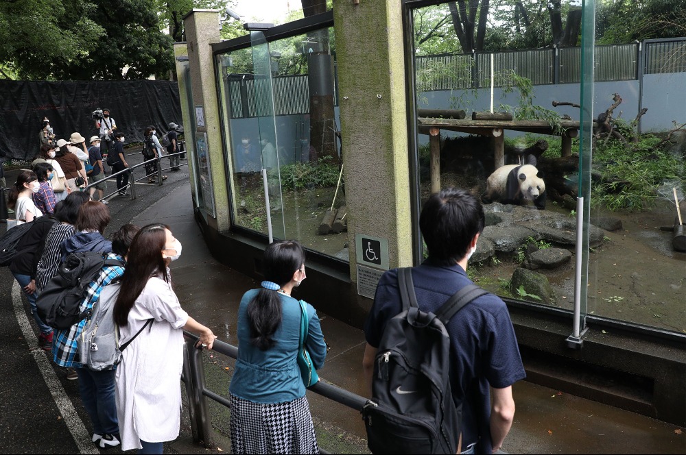 旅日大熊貓香香-上野動物園