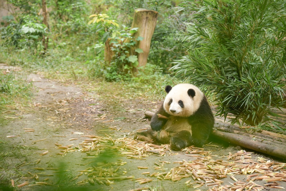 Giant Panda Huahua