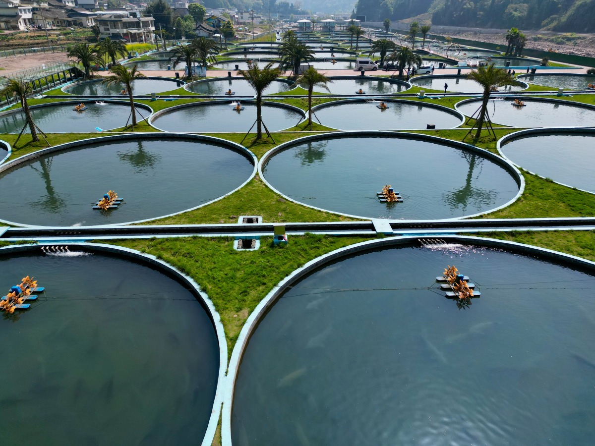 Sturgeon Breeding Base, Tianquan Modern Fishery Agricultural Park, Ya'an