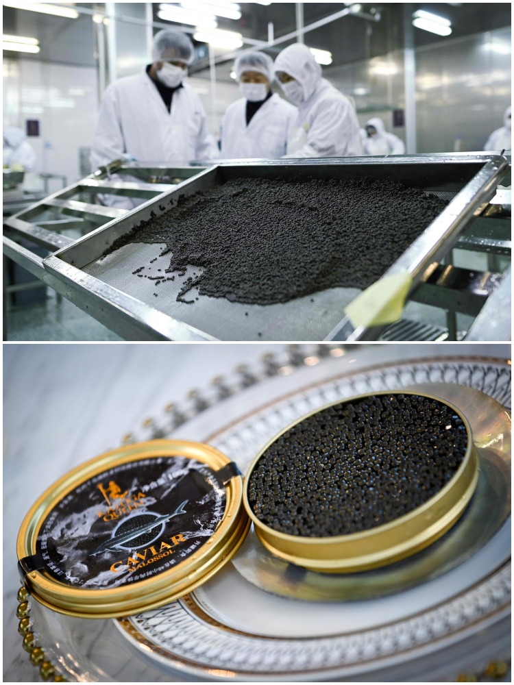 Zhejiang Quzhou Caviar