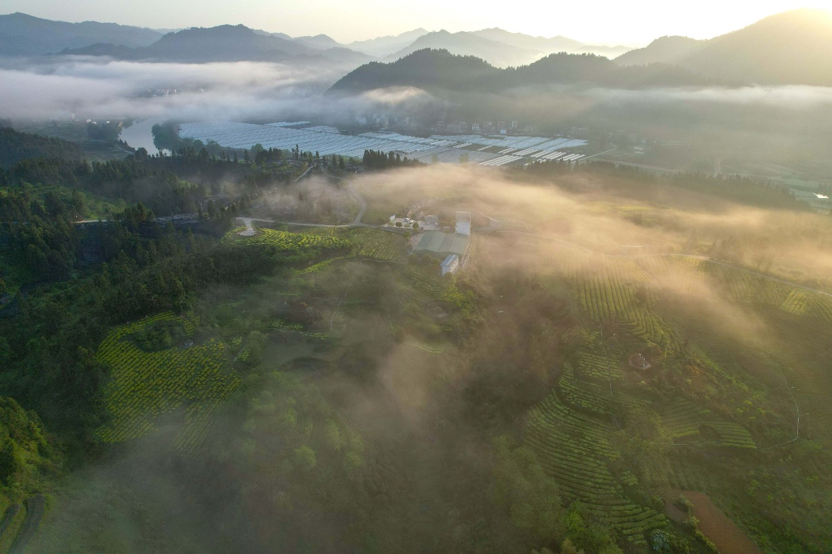 Ecological Tea Garden, Jiangkou County, Tongren, Guizhou