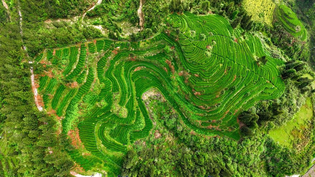 The picture shows Jiulongshan Tea Garden in Jiangkou County. 