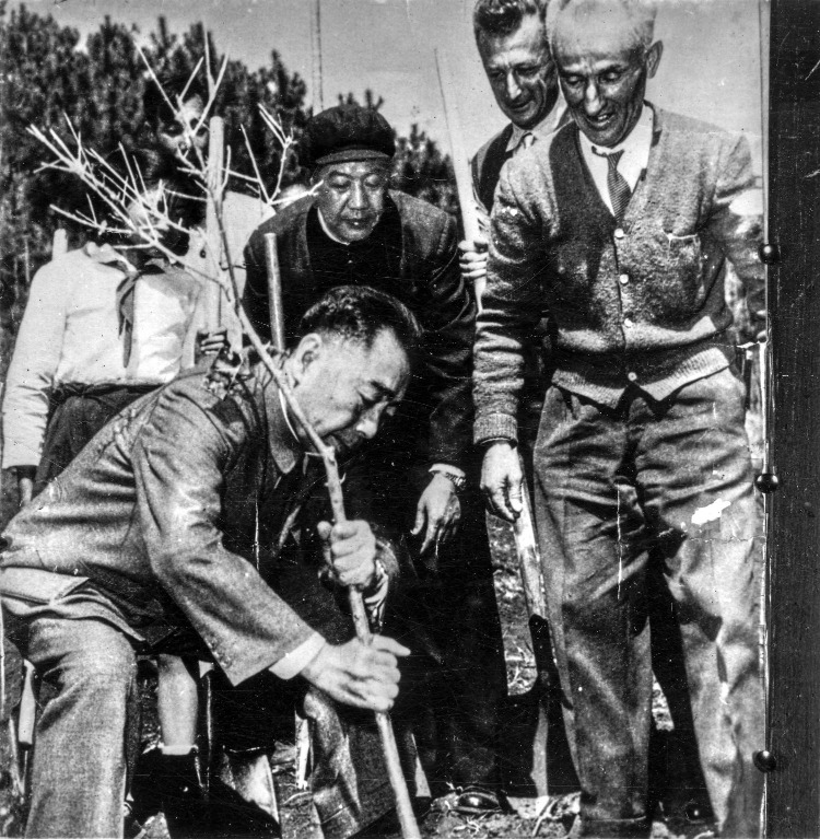 In March 1964, Premier Zhou Enlai personally planted an oil olive sapling introduced from Albania at Haikou Forest Farm in Kunming, Yunnan.