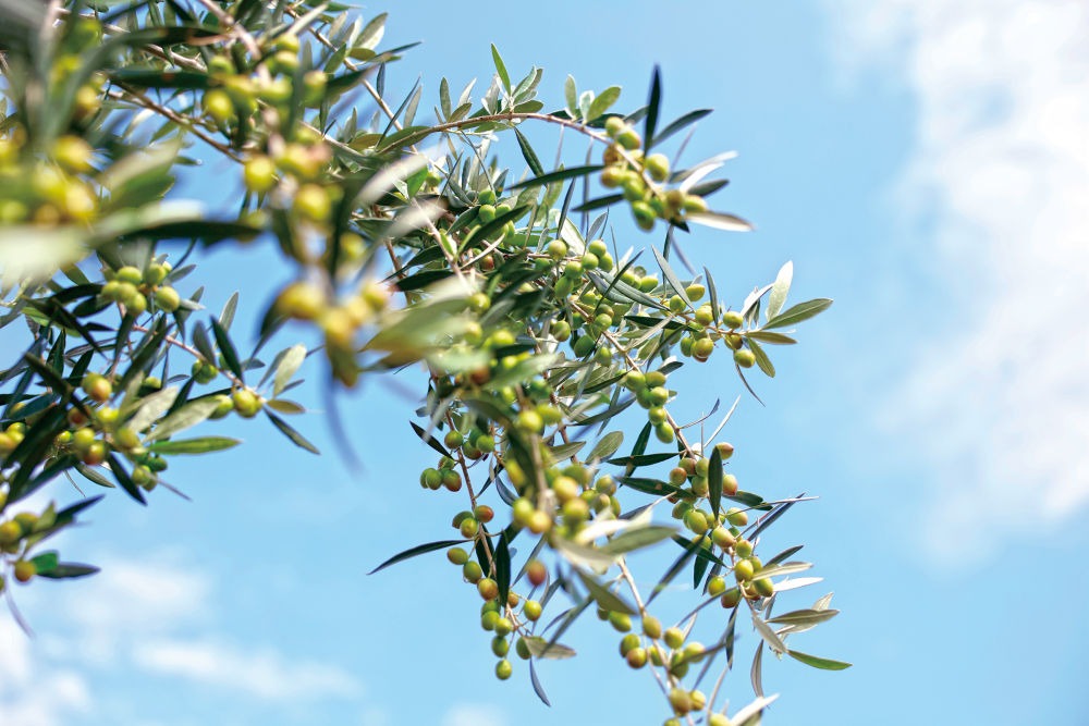 The olive grown in Longnan, Gansu.