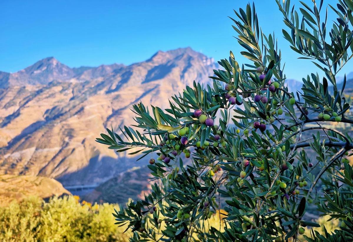 An oil olive branch in Longnan, Gansu