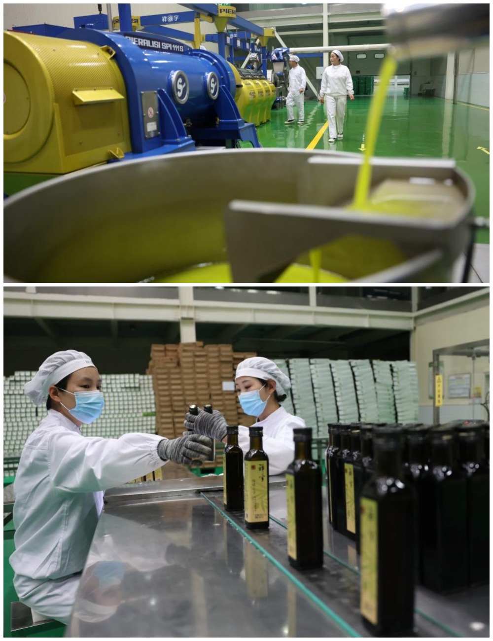In an oil olive processing enterprise in Wudu District, Longnan City, Gansu, workers operate on the production line.