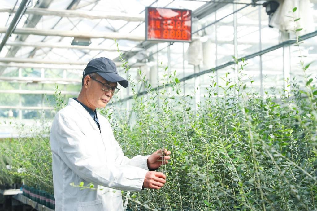 Wang Guide, a senior engineer at the Olive Research Institute, observing the growth of olive seedlings from space breeding.