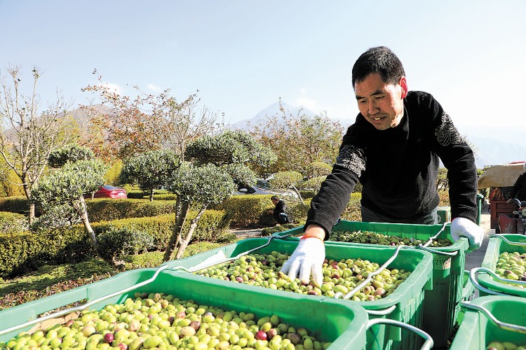 Olives and Olive Oil1