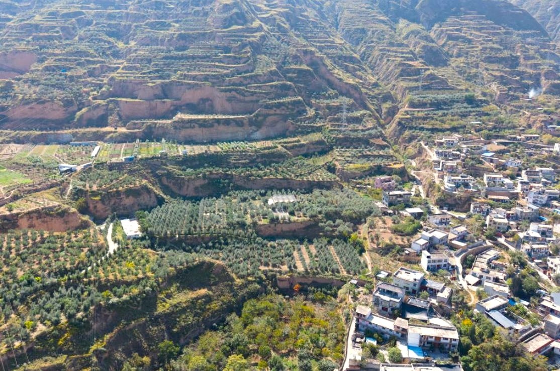 An oil olive plantation base in Wudu District, Longnan City, Gansu Province