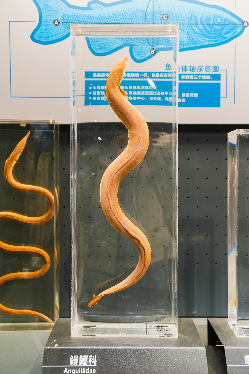 A specimen of a Japanese eel