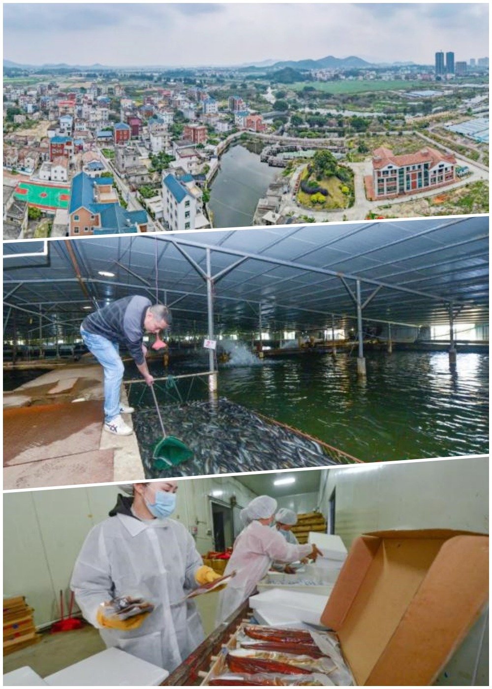 Eel farming in Nanwan Village, Fujian