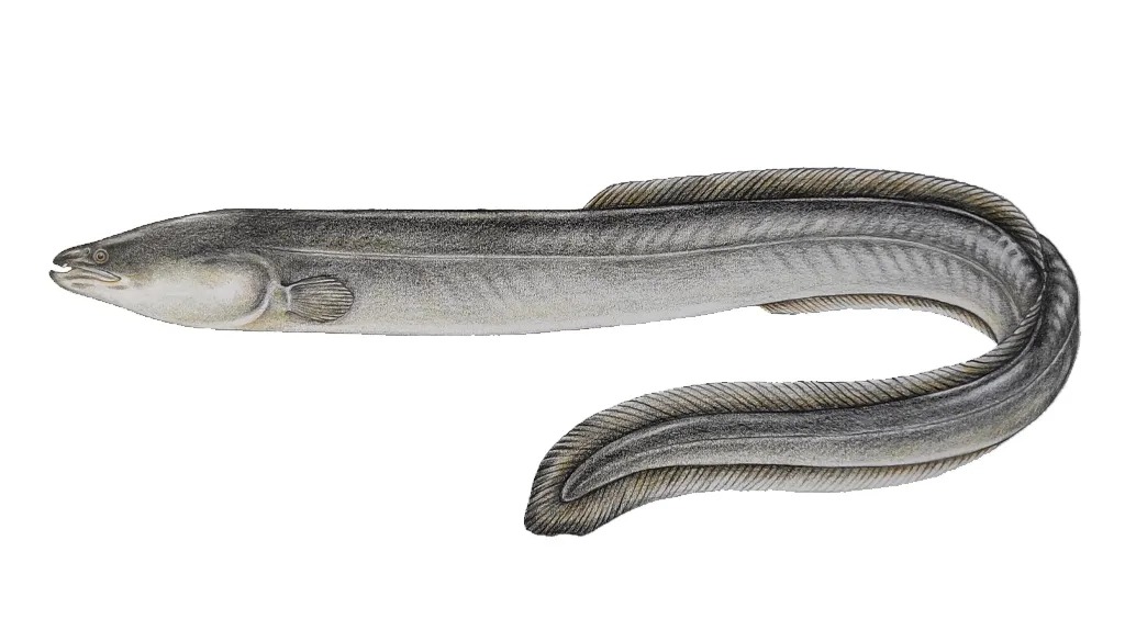 Hand-drawn Japanese eel