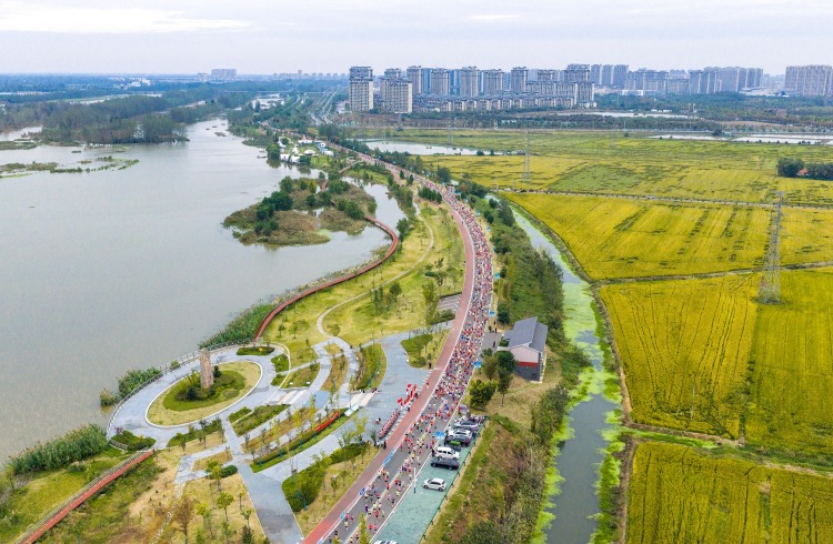 Paddy fields along the Sihong Marathon route.