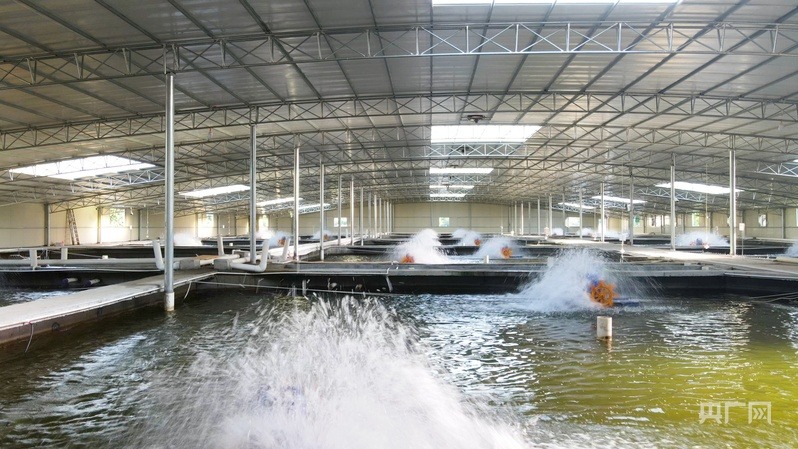 福建福清市一間工業化鰻魚養殖車間