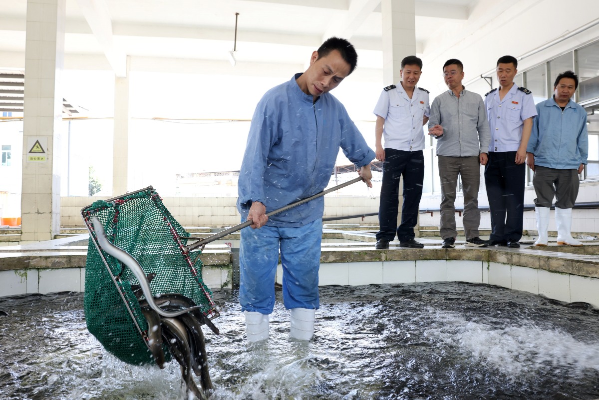 福建福州市一家食品加工企業，員工正在生產鰻魚深加工出口產品